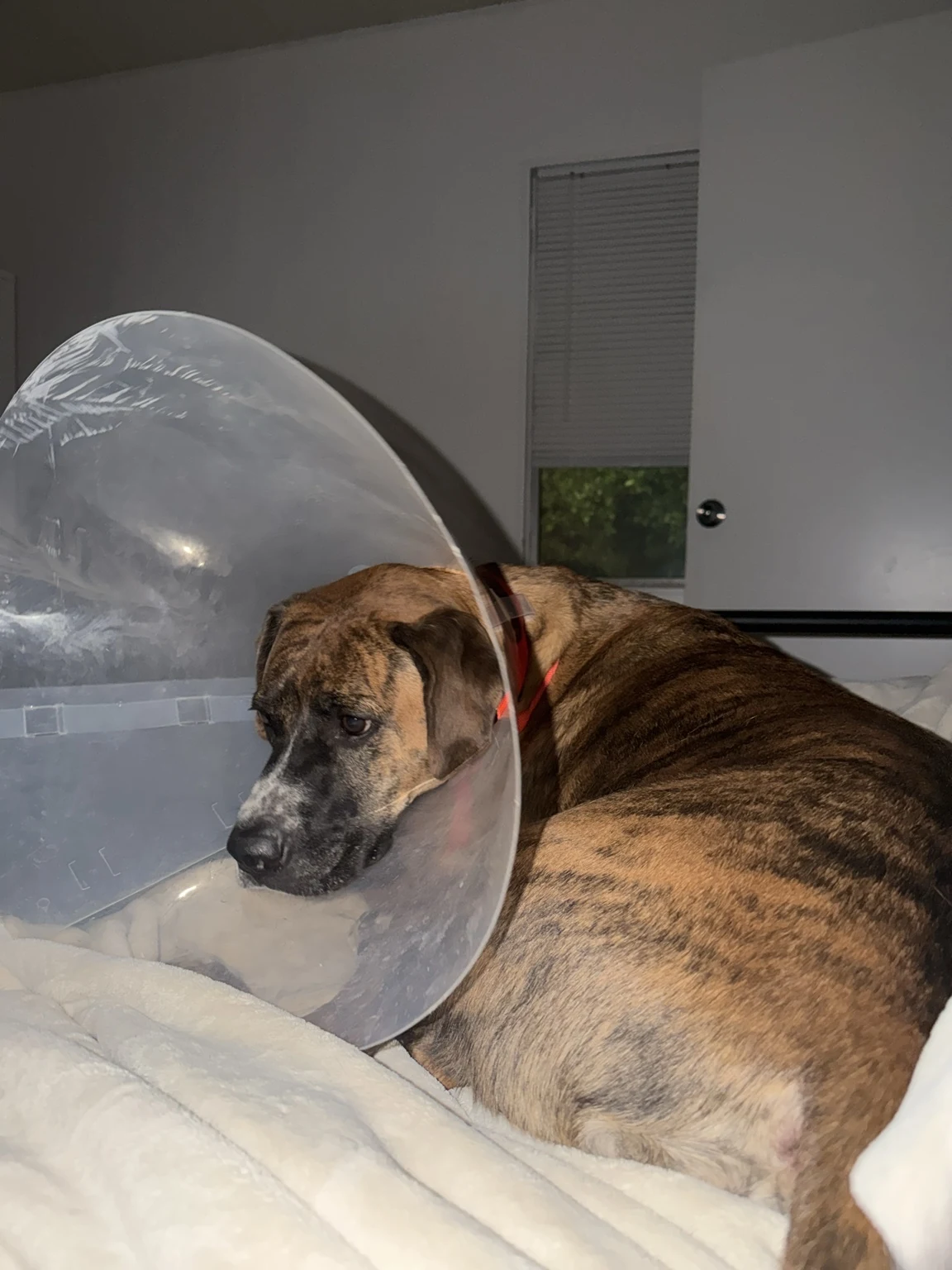 Oliver curled up on the bed in his recovery cone.